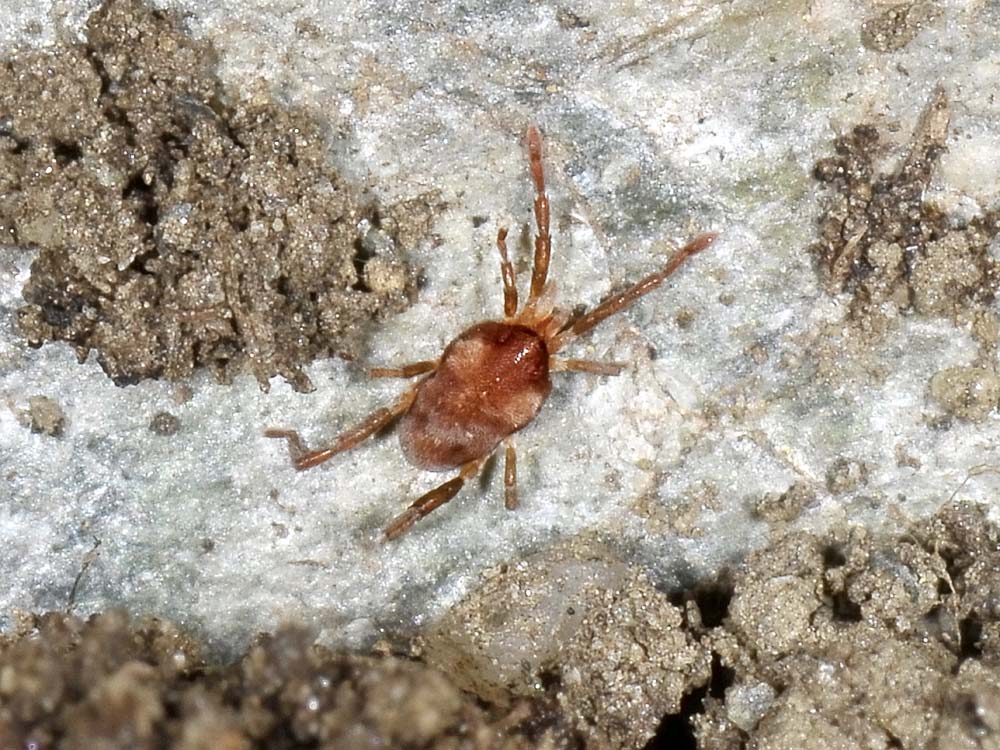 Leptus trimaculatus?